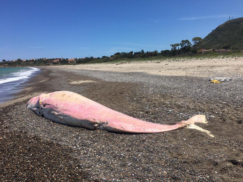 capodoglio rosa morto