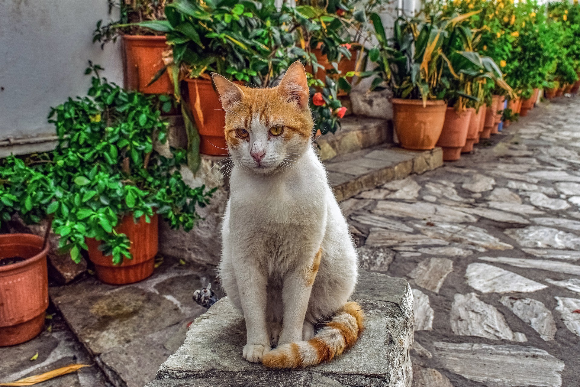 Gatto per strada