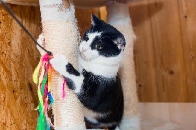 Giochi gatti