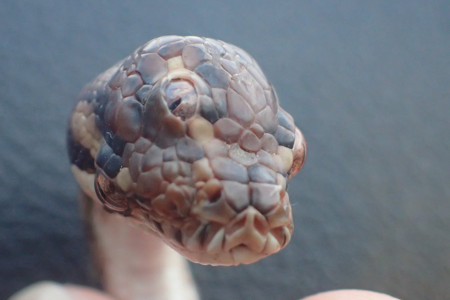 Serpente con tre occhi