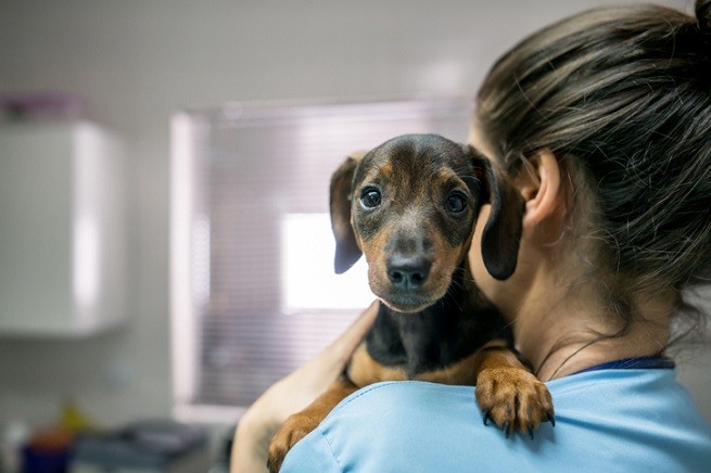 Veterinario cane