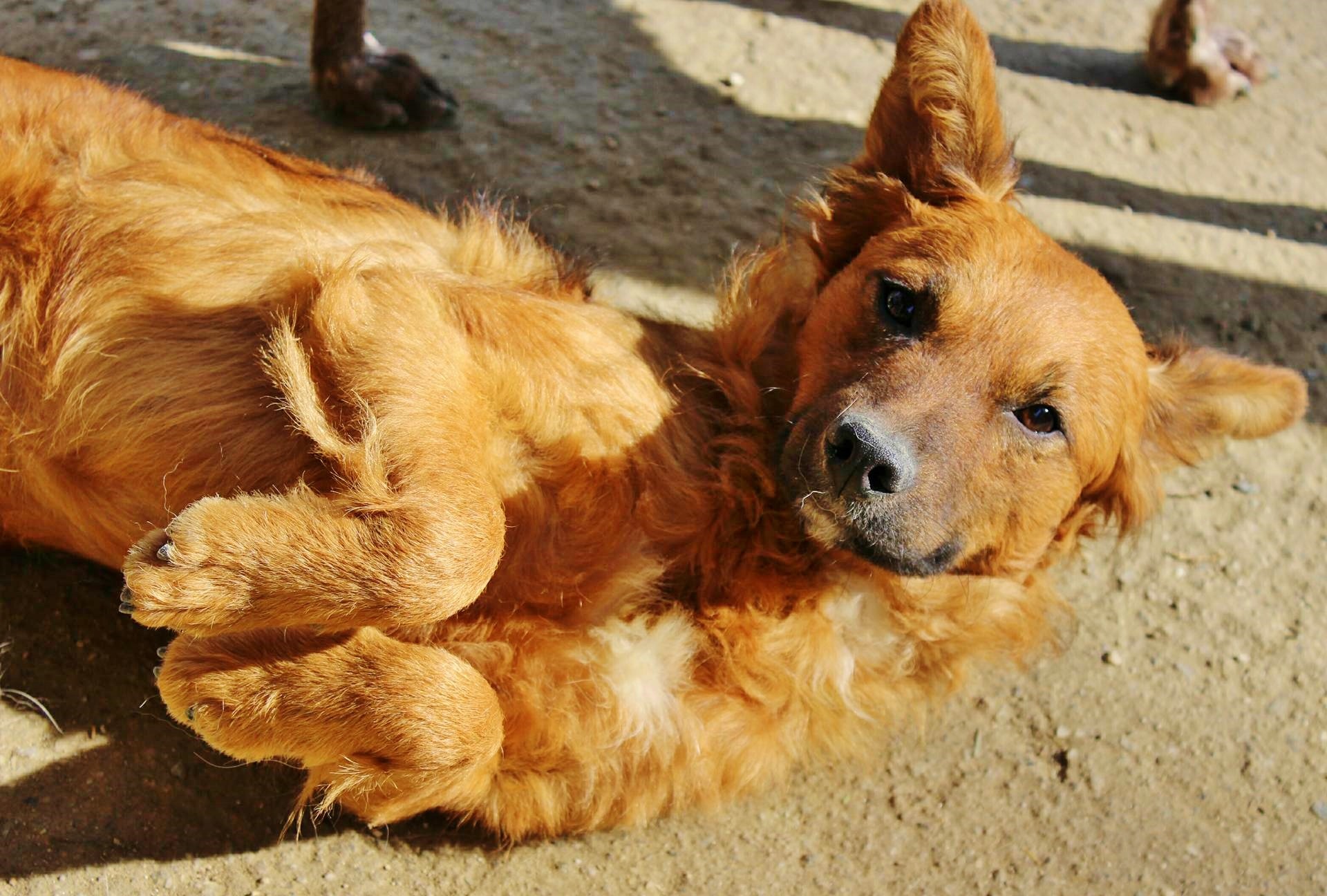 Adozione cane Lola