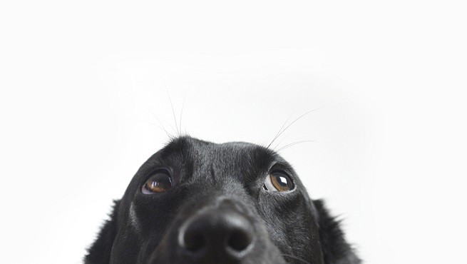 Cane occhi
