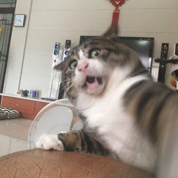Gatto attore