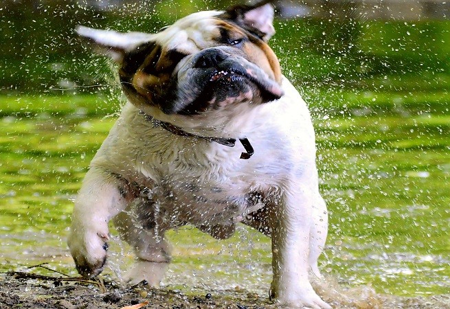 Cane soffre il caldo: Bulldog
