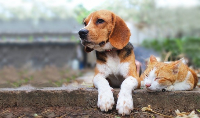 Cane e gatto