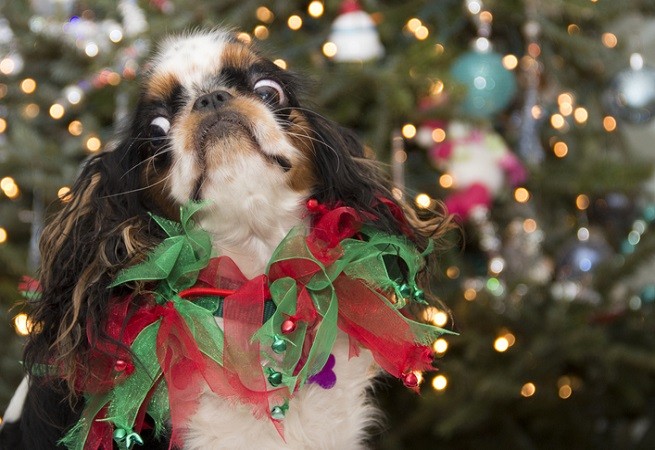 Stress nel cane