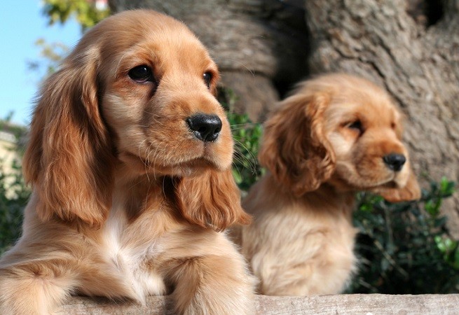 Cocker spaniel
