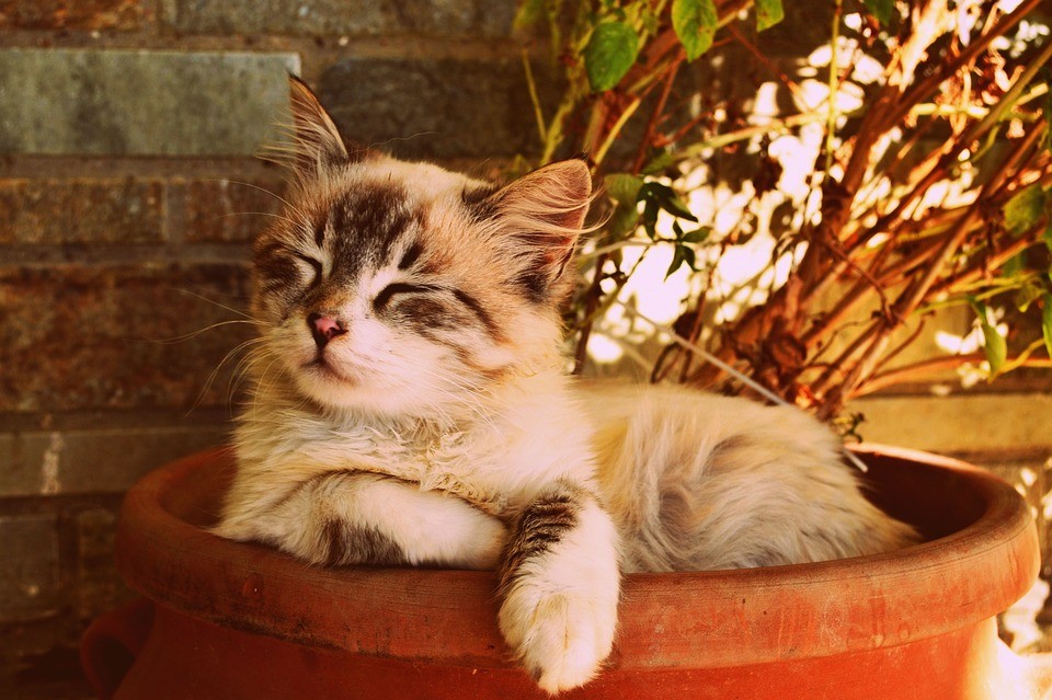 disabituante per gatti