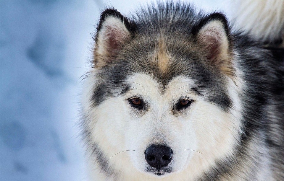 Husky