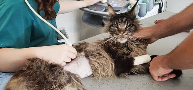 Jack Maine Coon