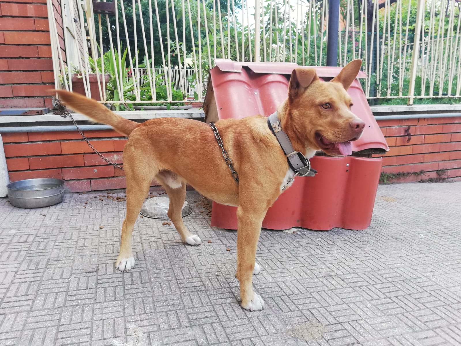 Adozioni animali su Petsblog Jack