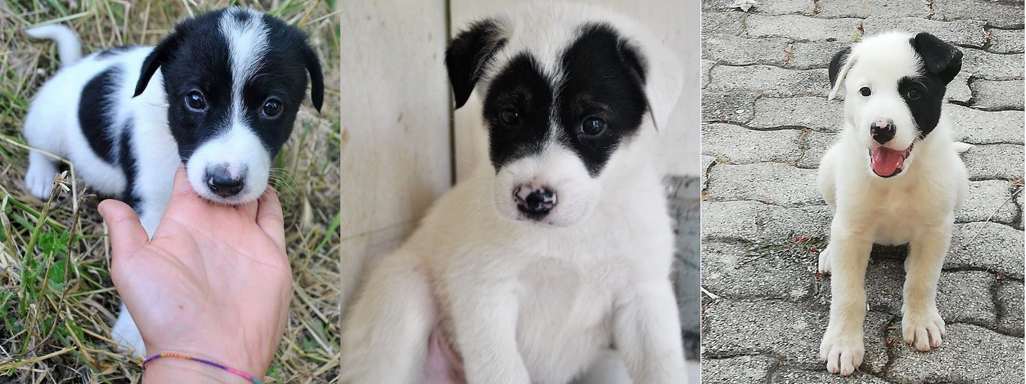 Bora, Kenia e Scirocco