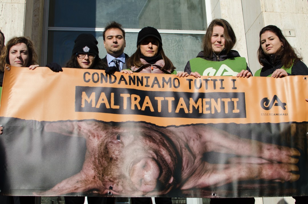 Allevamento intensivo