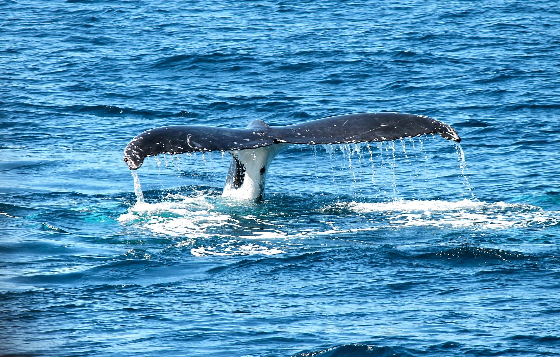 balena