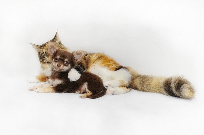 Cane e gatto cuccioli