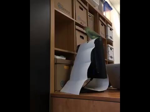 Video pappagallo
