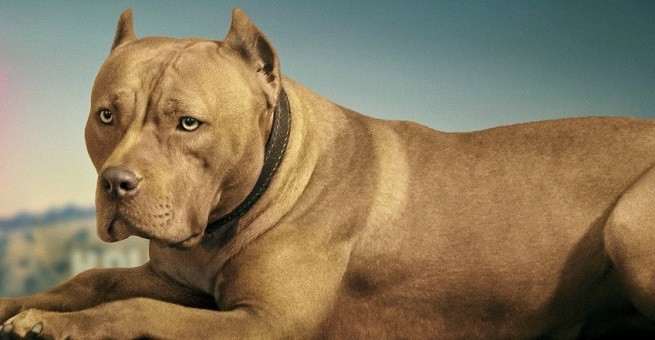 Brandy, Once upon a time in Hollywood