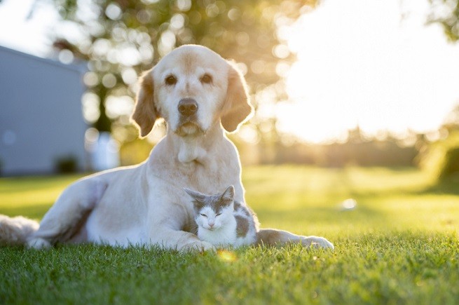 Cane e gatto