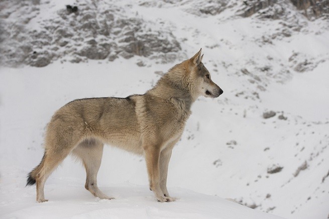 Cane Lupo Cecoslovacco