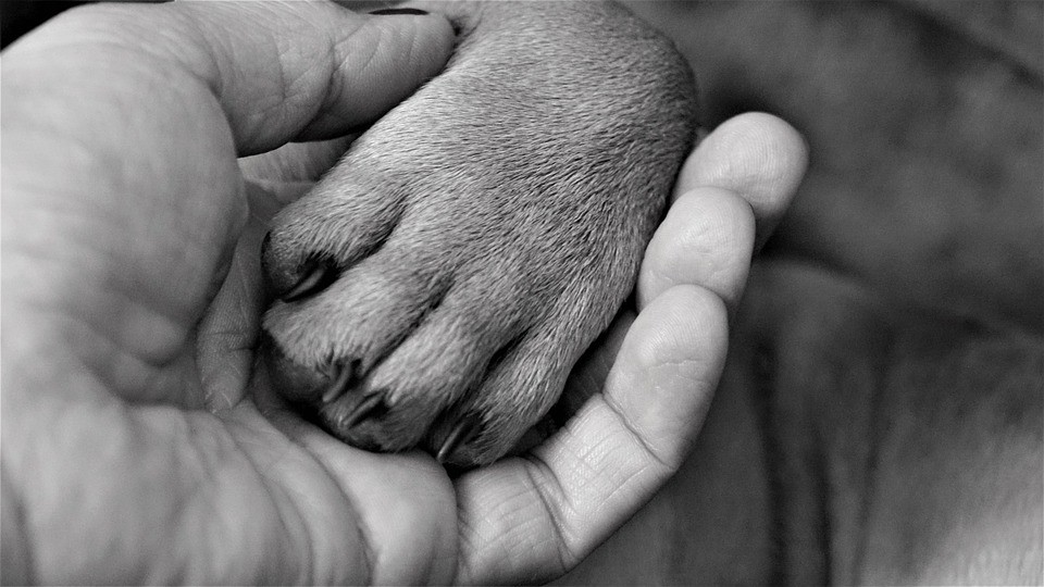 cani morti