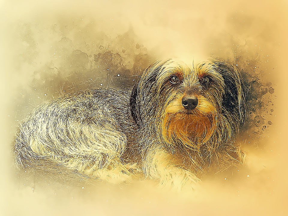 Cimiteri per animali in Italia