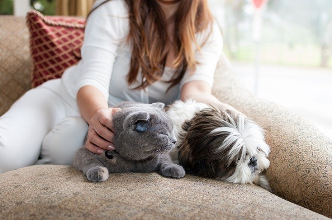 Coccolare cani e gatti