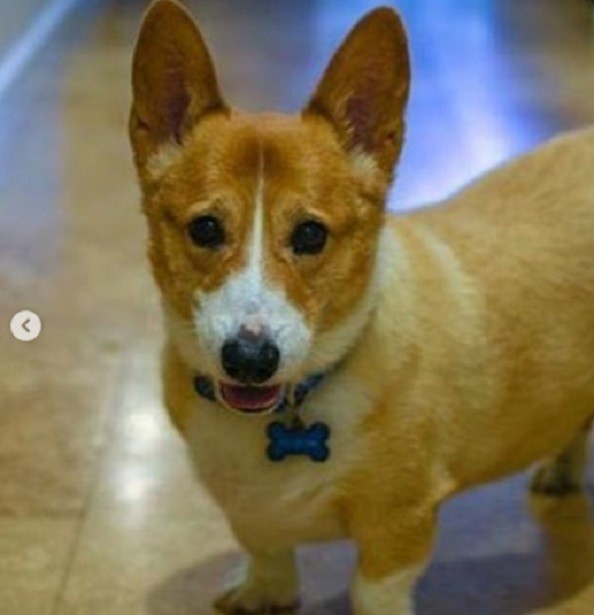 corgi adozione