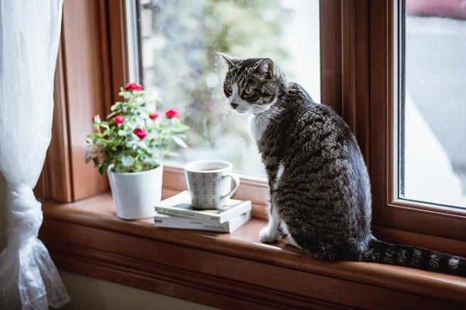 Gatto finestra
