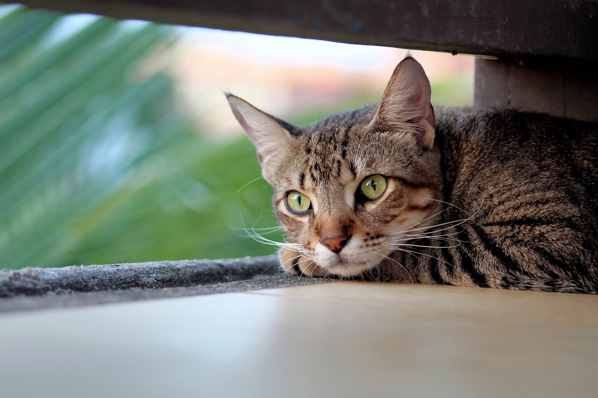 Gatto