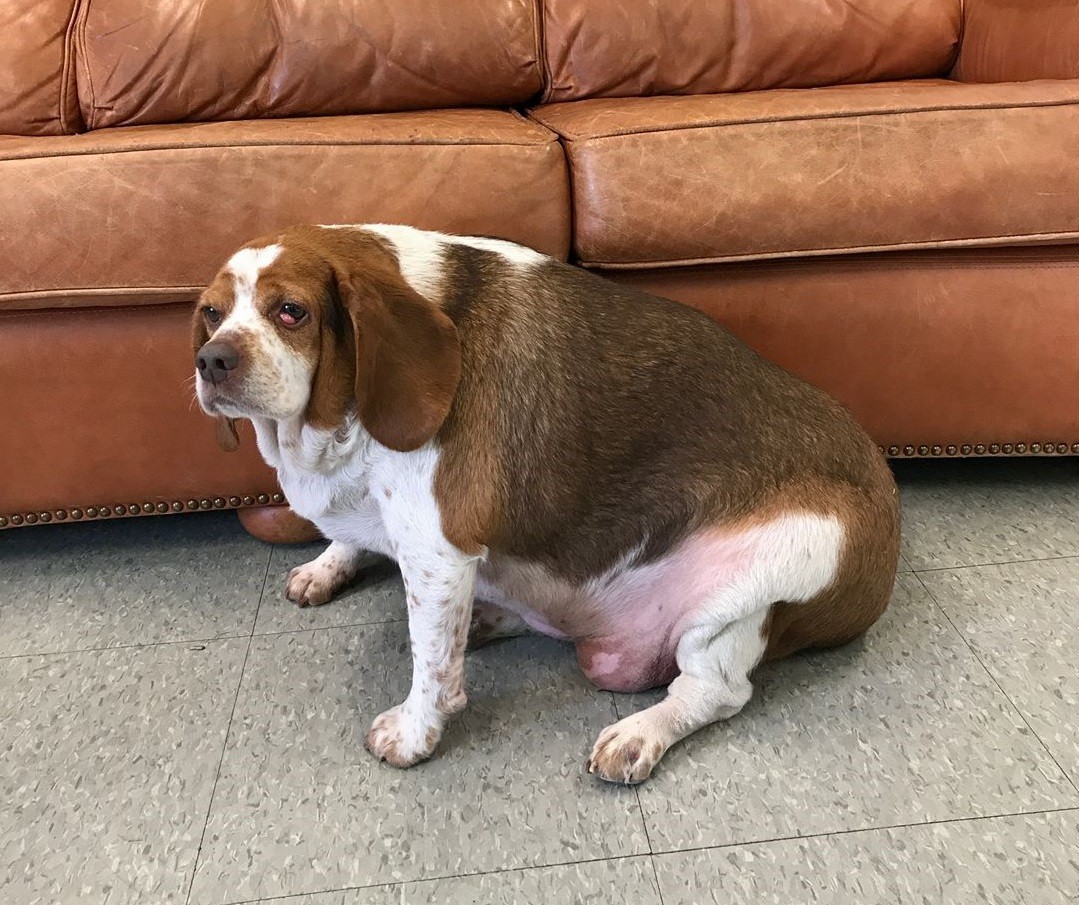 Cane in sovrappeso