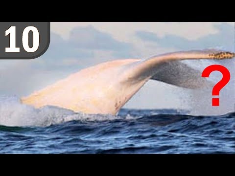 Animali albni