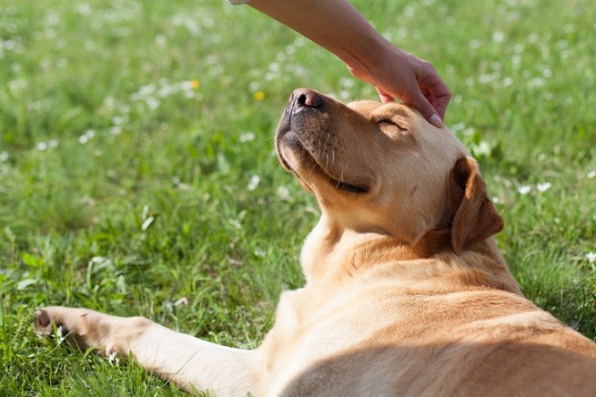 Labrador