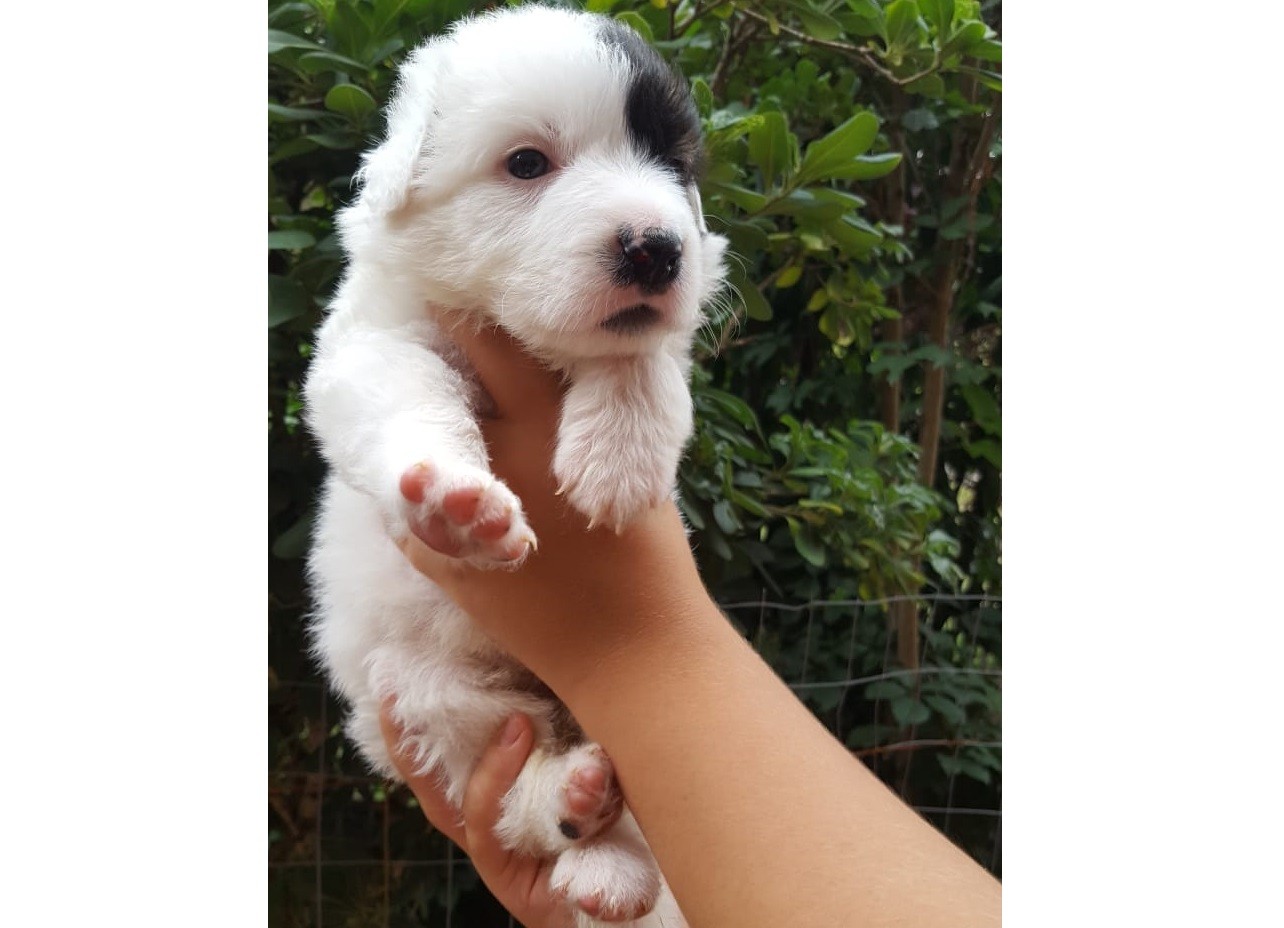 Adozioni animali su Petsblog Laila