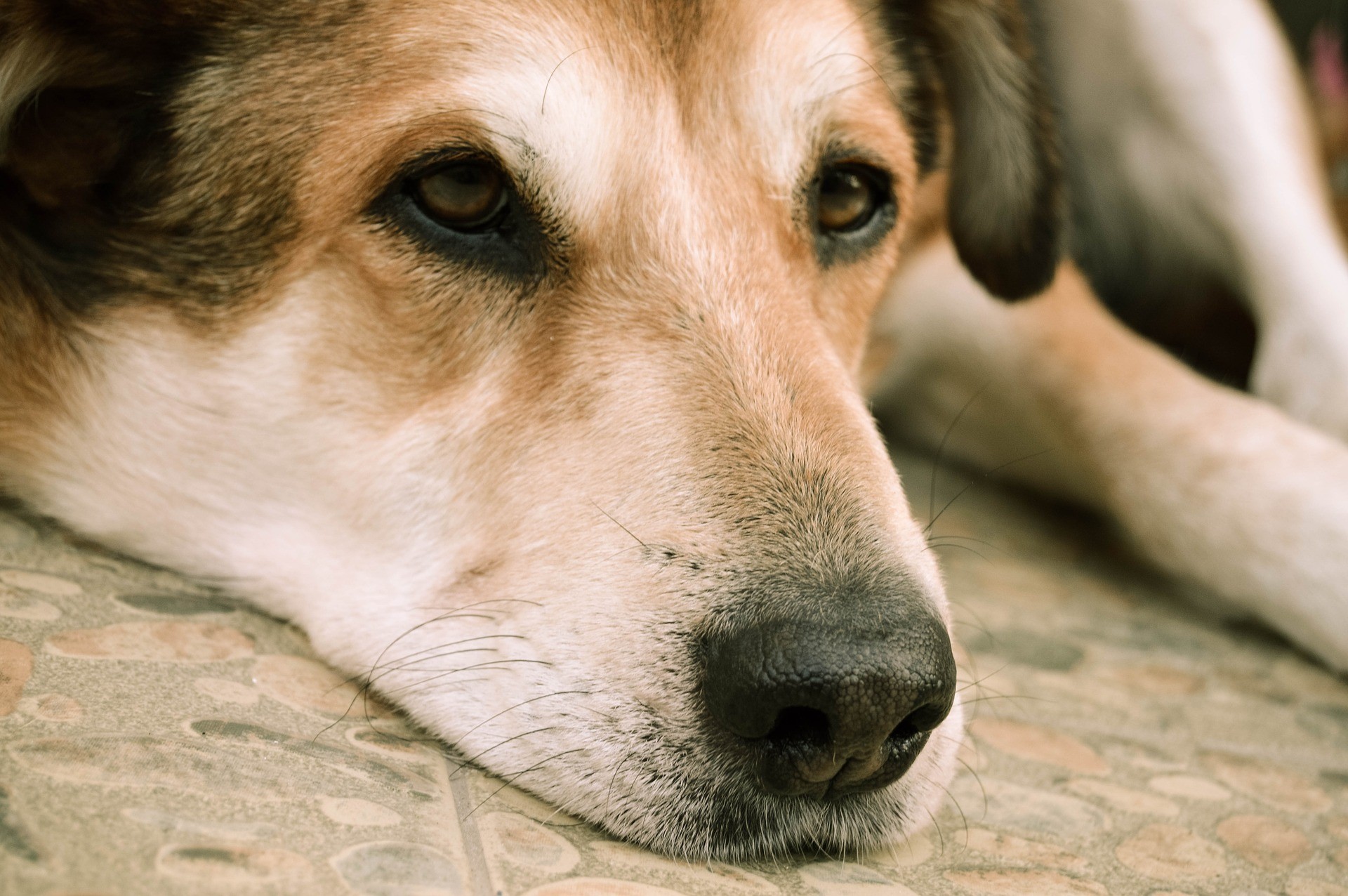 Maltrattamento animali