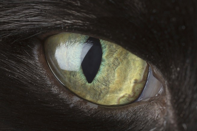 Occhio gatto