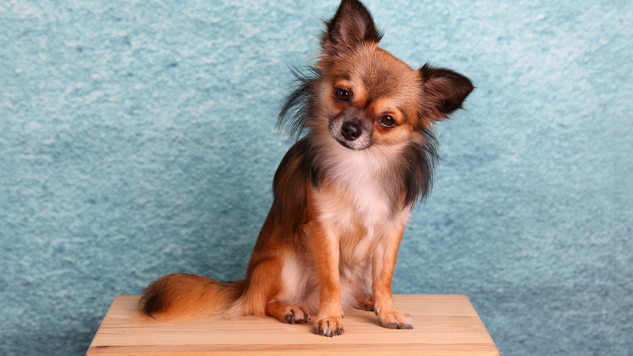 Cucciolo di Chihuahua
