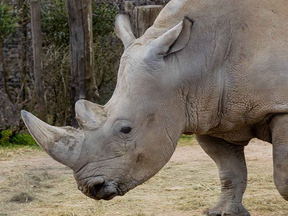 rinoceronte bianco del Nord