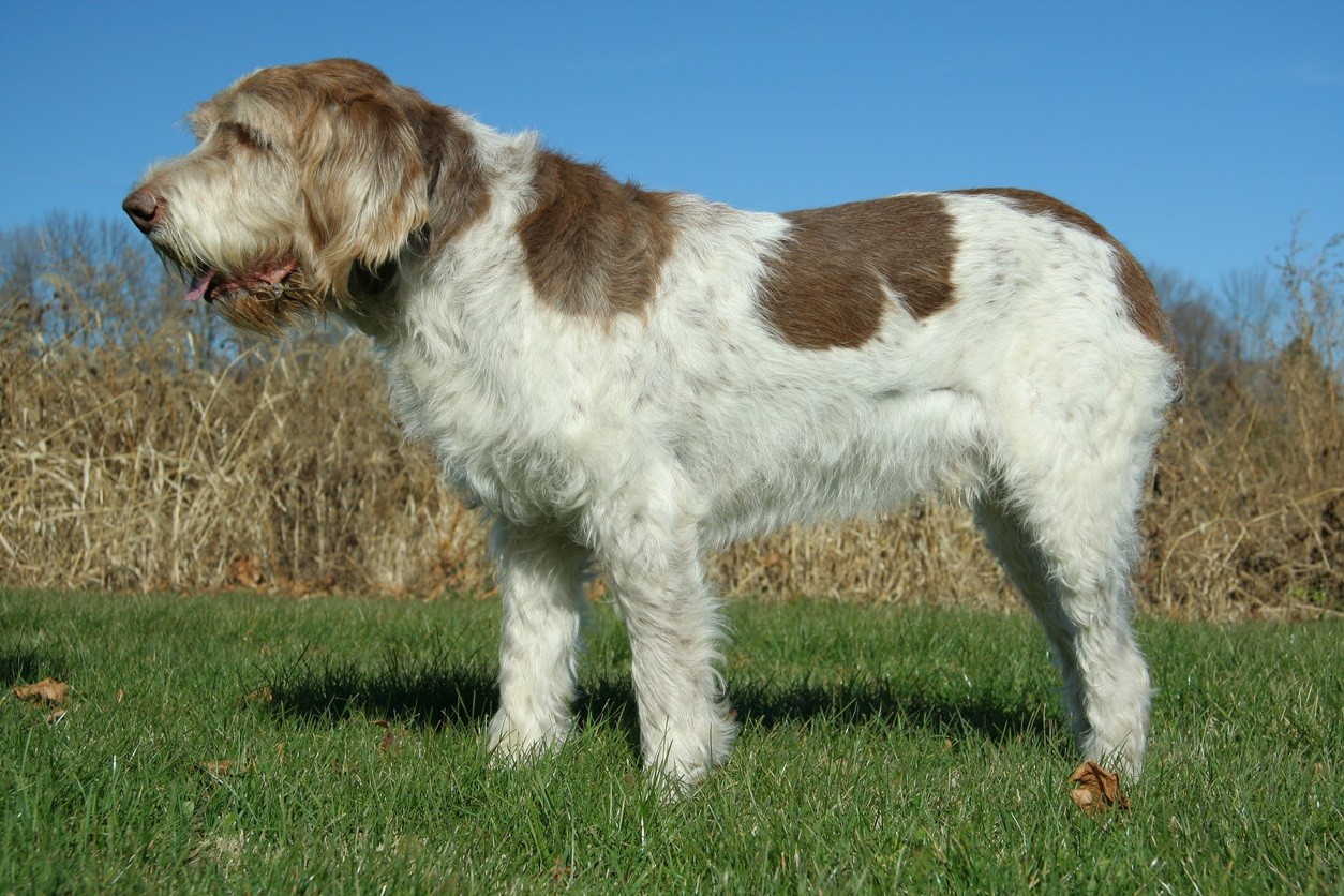 Cane Spinone