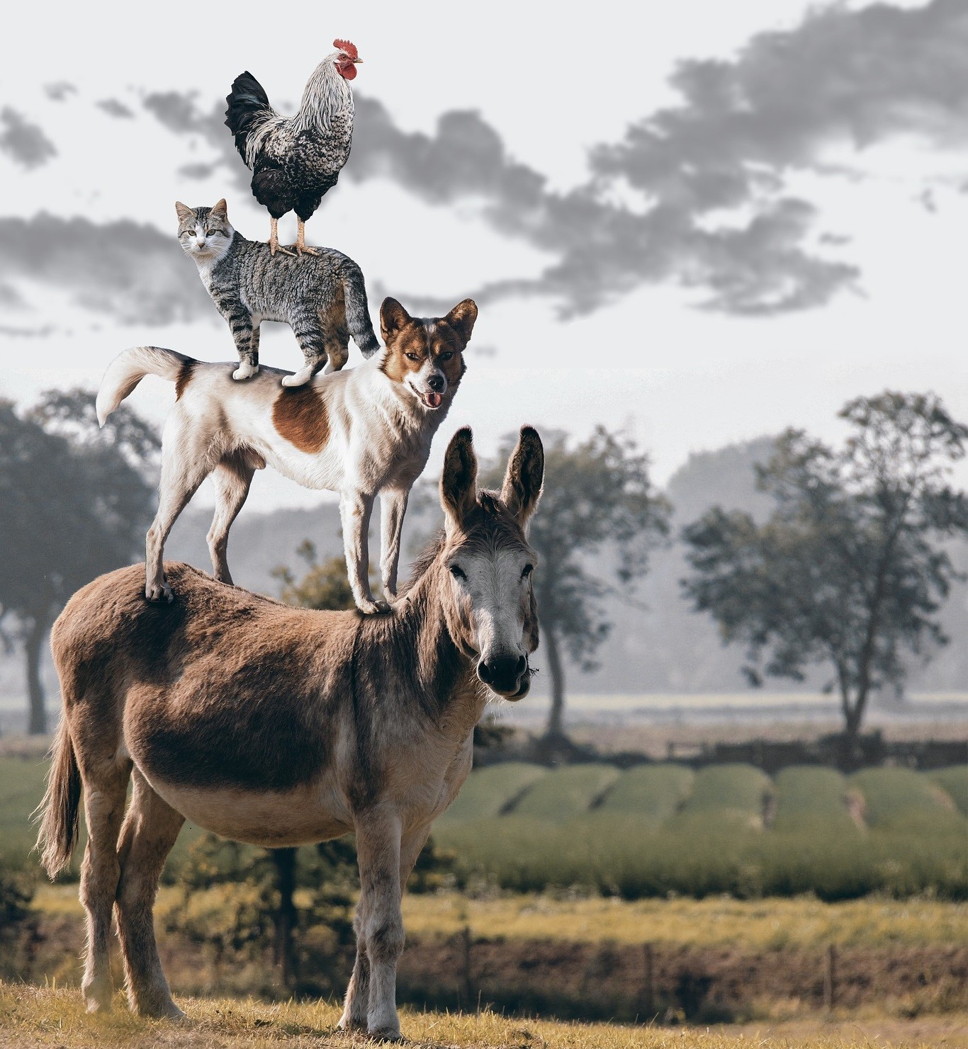 Animali