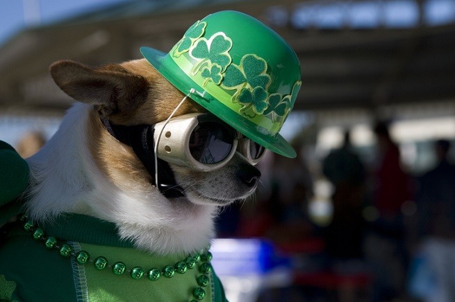 Chihuahua in Irlanda