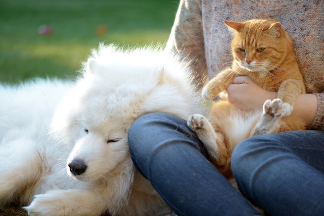 Cane e gatto