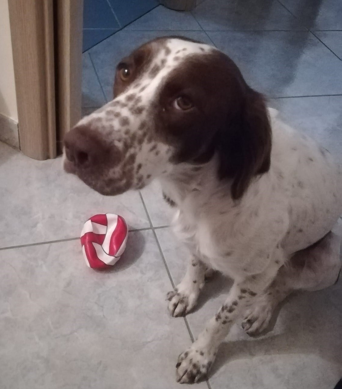 Zeus cane rapito
