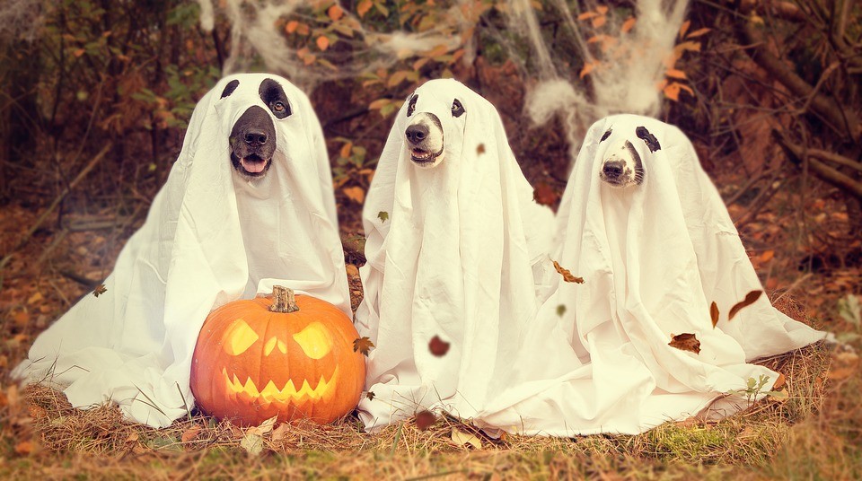 Cani vestiti da Halloween