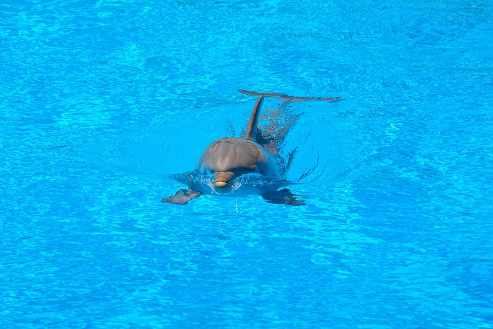 Come respirano i delfini