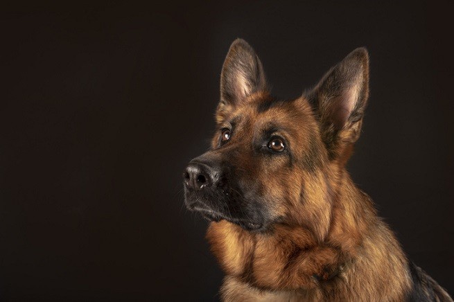 Condrogen per cani: Pastore Tedesco