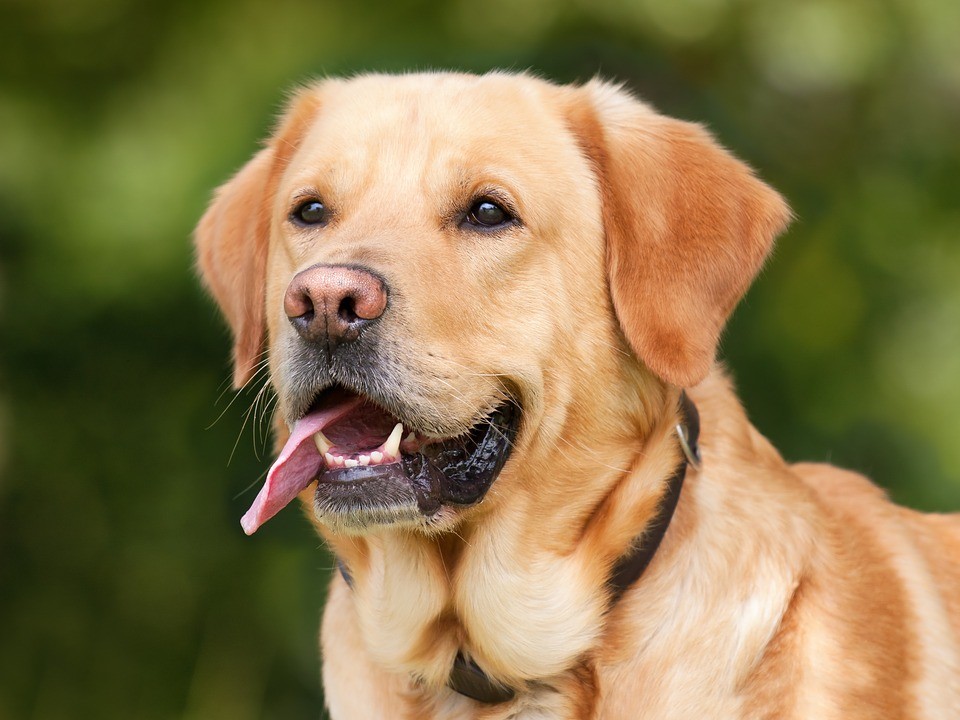 Disabituante per cani