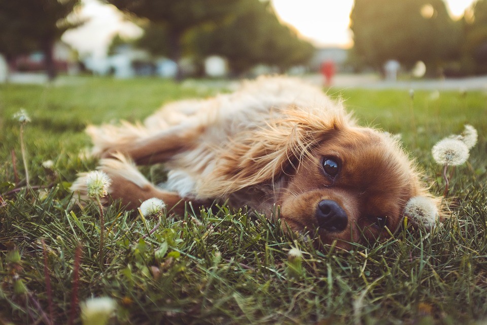 Parco giochi per cani