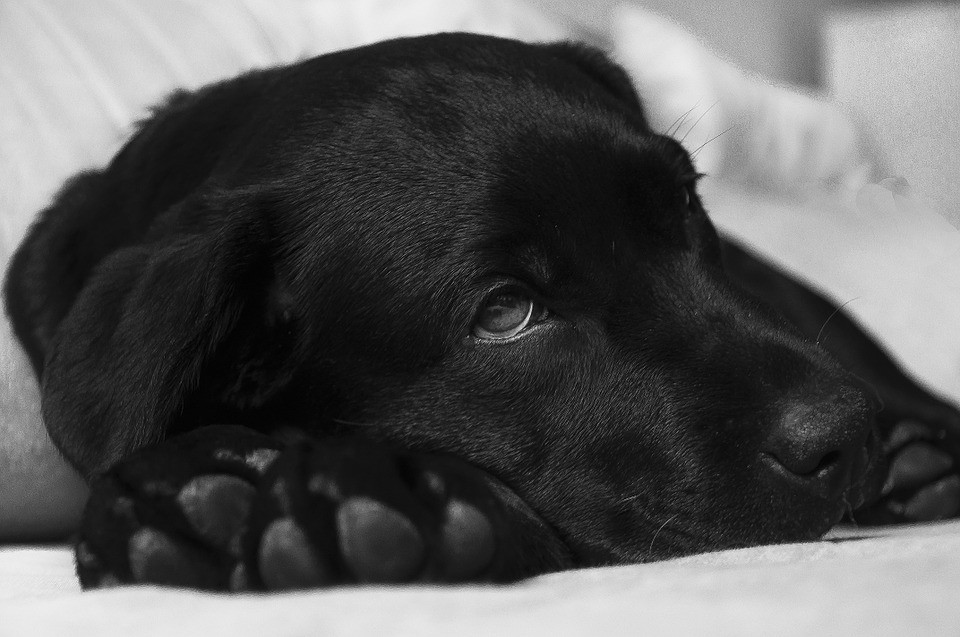 Sintomi Lehismaniosi cani