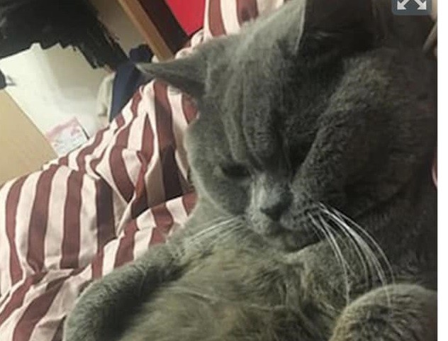 Xiaopi